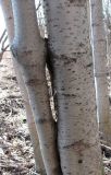 Alnus incana. Части стволов двух деревьев с местами срастания. Окр. Архангельска, окраина мелколиственного леса. 22.04.2013.