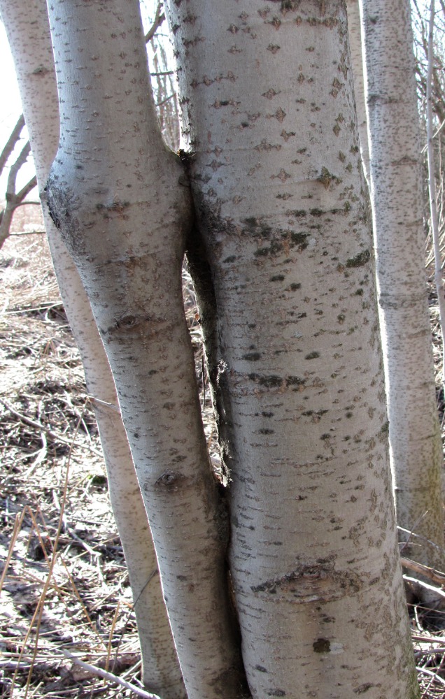 Image of Alnus incana specimen.