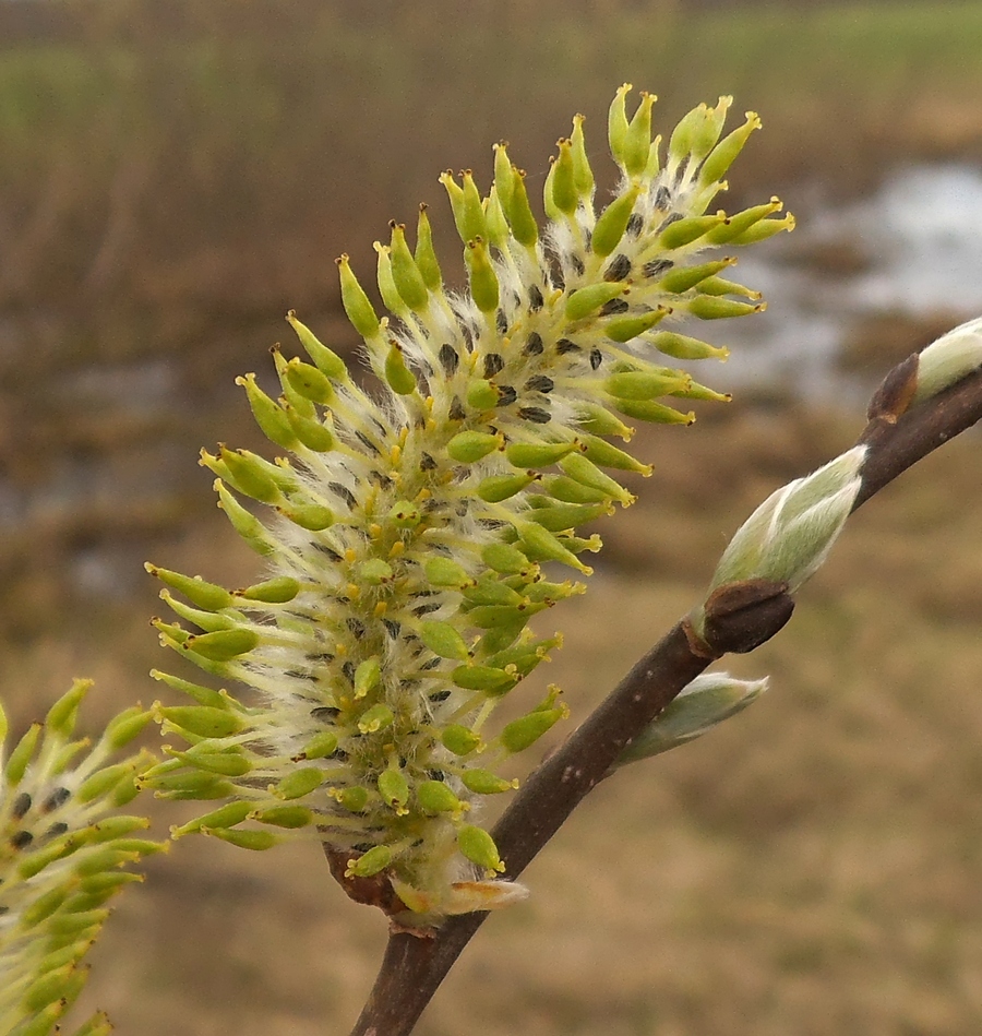 Image of Salix × puberula specimen.