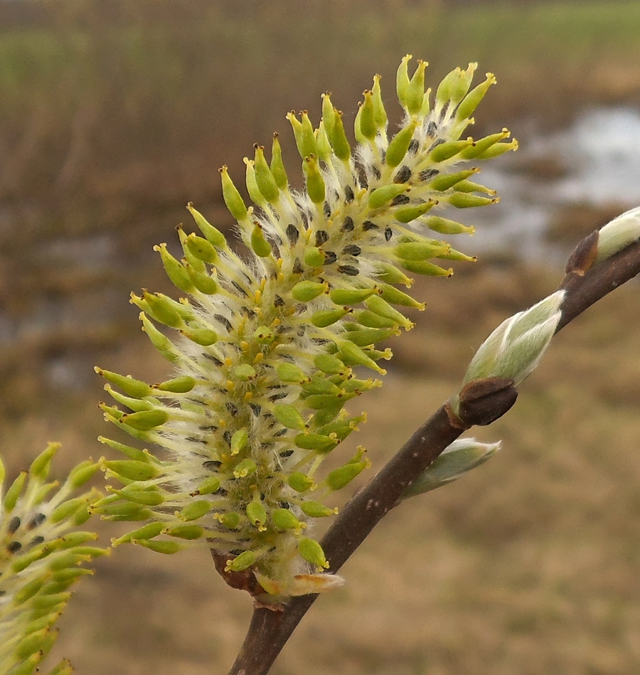 Image of Salix &times; puberula specimen.