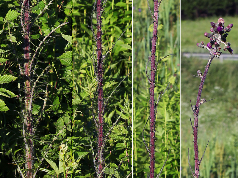 Изображение особи Cirsium palustre.