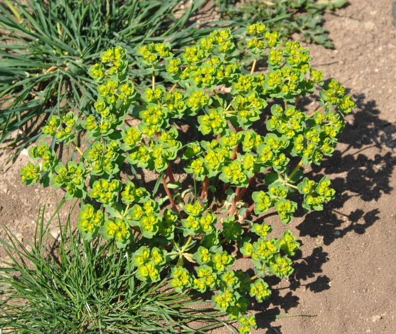 Изображение особи Euphorbia helioscopia.