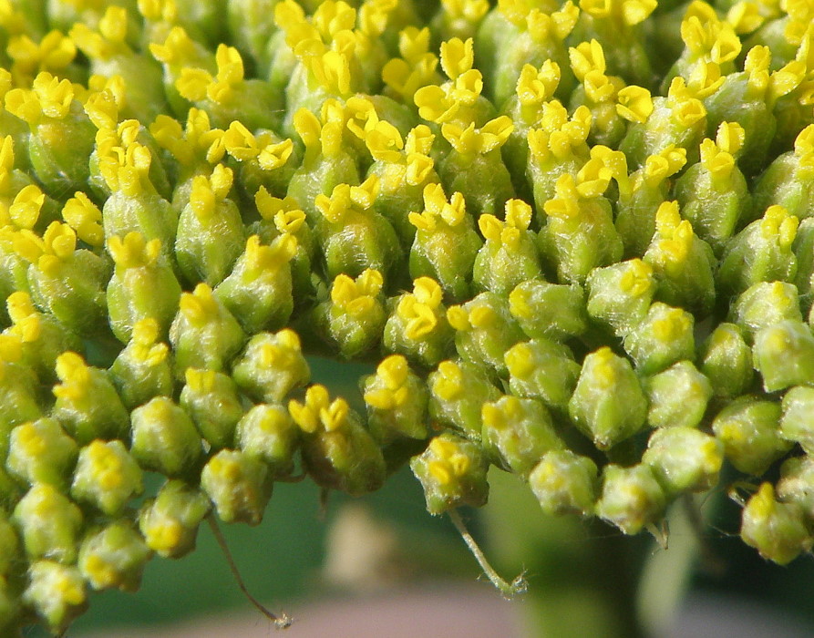 Изображение особи Achillea filipendulina.