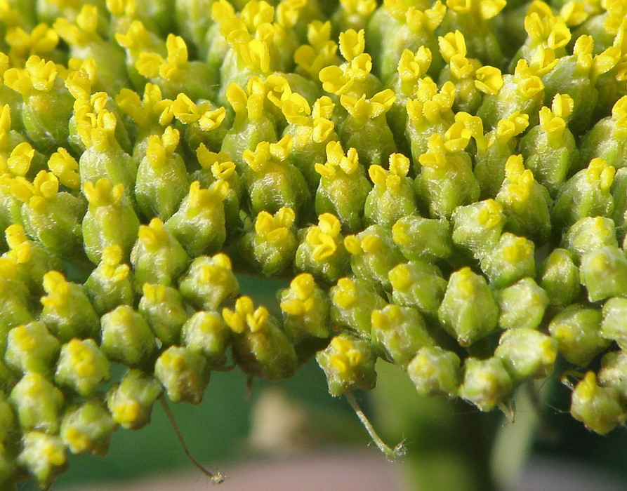 Image of Achillea filipendulina specimen.