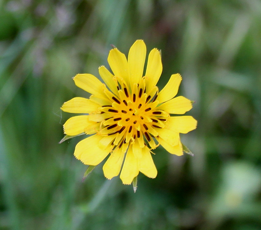 Изображение особи род Tragopogon.