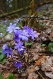 Hepatica nobilis