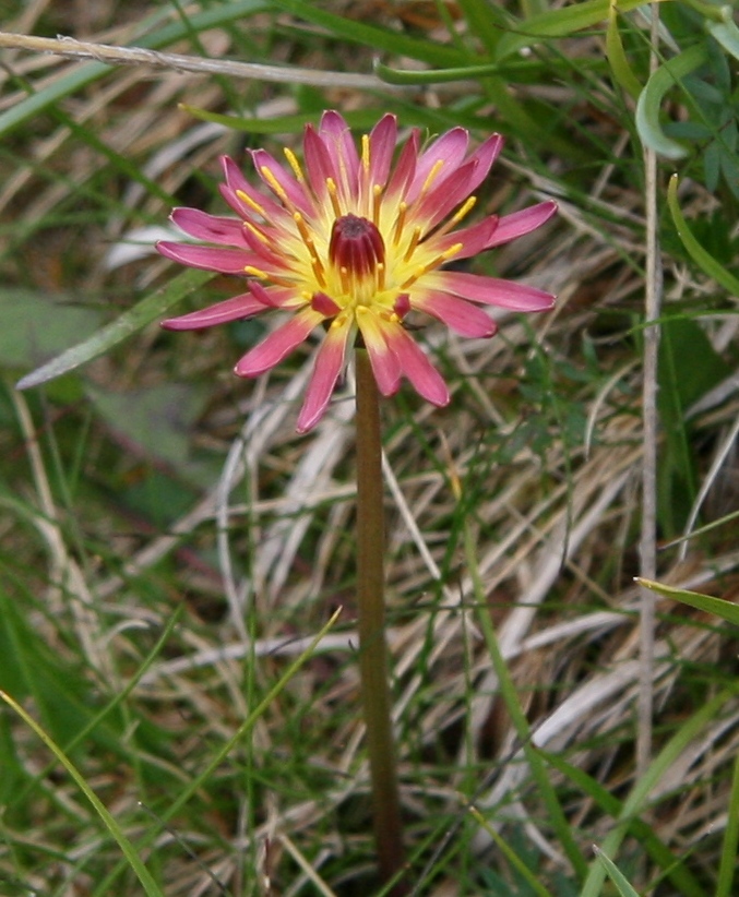 Изображение особи Taraxacum porphyranthum.