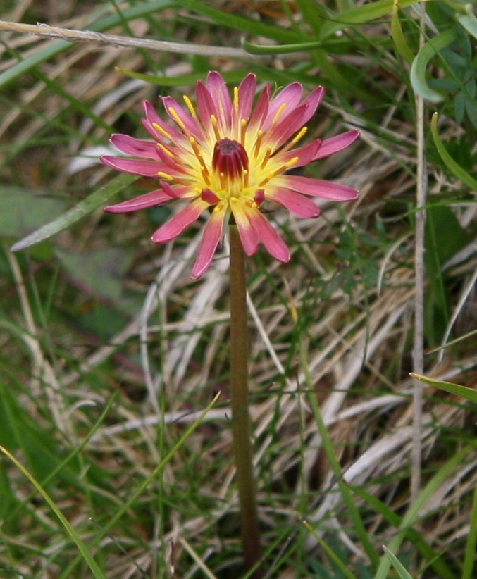 Image of Taraxacum porphyranthum specimen.