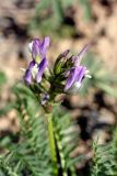 Astragalus kurdaicus