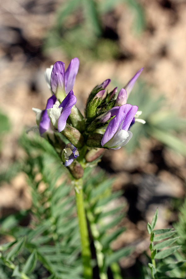 Изображение особи Astragalus kurdaicus.