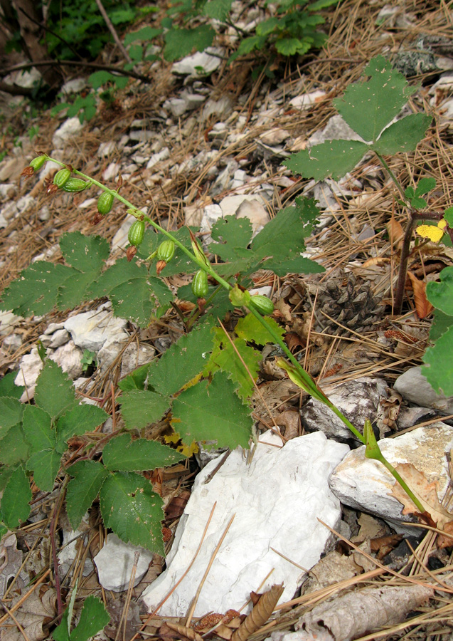 Image of Epipactis persica specimen.