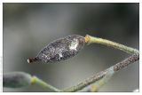 Schivereckia podolica. Плод. Республика Татарстан, Камско-Устьинский район, памятник природы \"Юрьевские пещеры\". 11.06.2009.