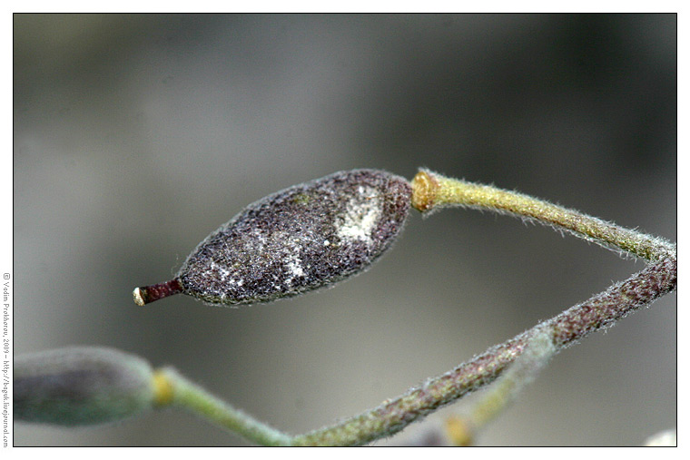 Изображение особи Schivereckia podolica.