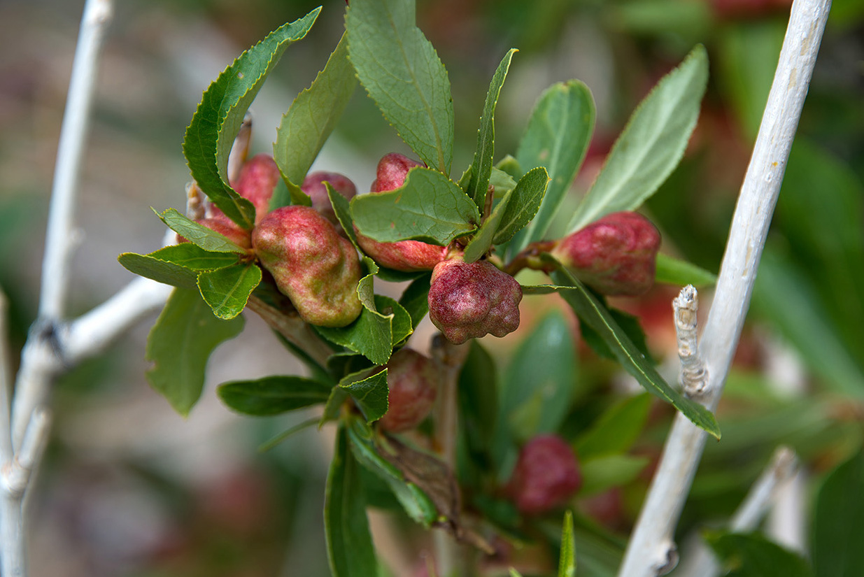 Изображение особи Populus laurifolia.