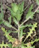 Centaurea benedicta