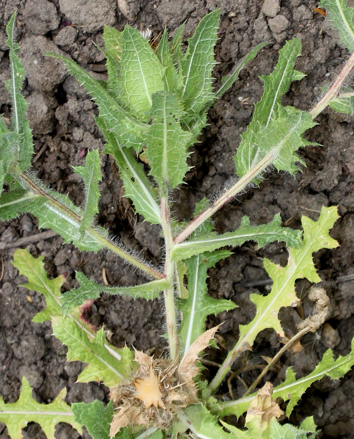 Изображение особи Centaurea benedicta.