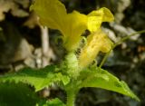 Cucumis sativus. Верхушка побега с завязью. Черноморское побережье Кавказа, щель Прасковеевская, русло реки Джанхот, ниже посёлка. 23.08.2013.