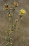 Centaurea salonitana