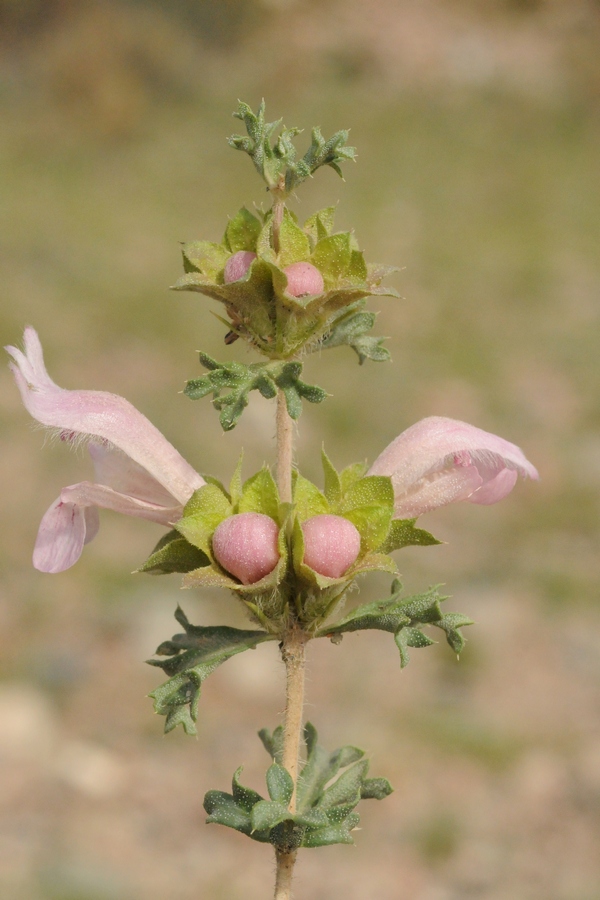 Изображение особи Lagochilus platyacanthus.