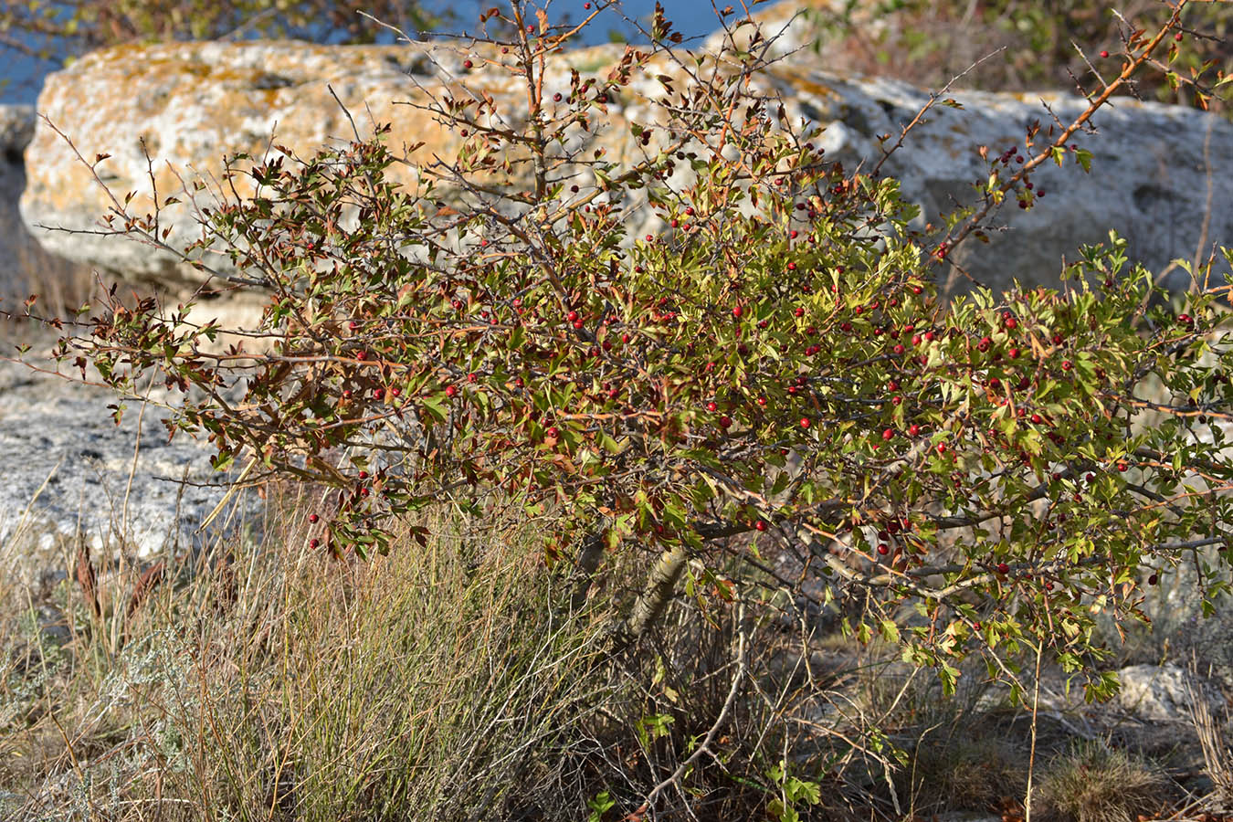 Изображение особи род Crataegus.