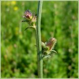 Cichorium intybus. Часть побега с нераскрывшимися соцветиями. Чувашия, окрестности г. Шумерля, обочина дороги к хлебозаводу. 21 июня 2009 г.