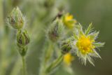 genus Potentilla