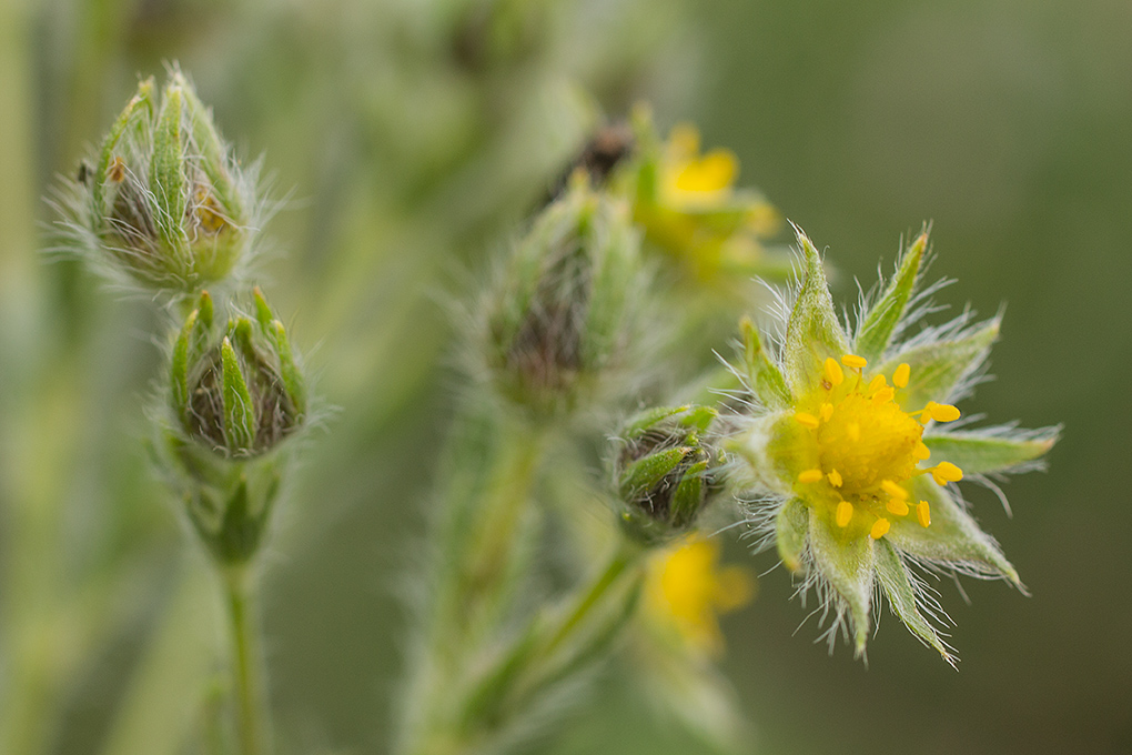 Изображение особи род Potentilla.