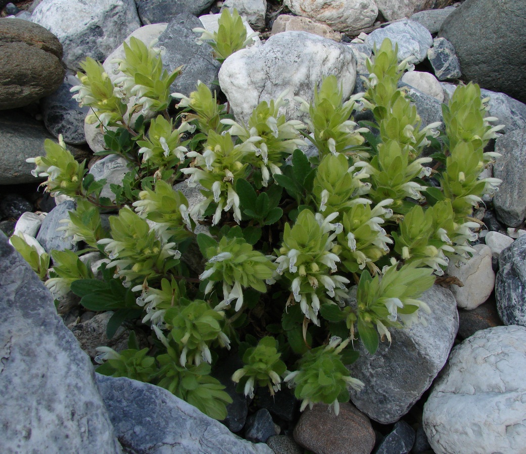 Image of Dracocephalum fragile specimen.