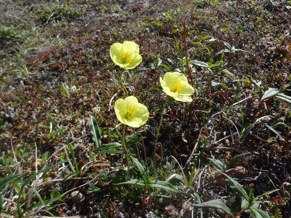 Изображение особи Papaver keelei.