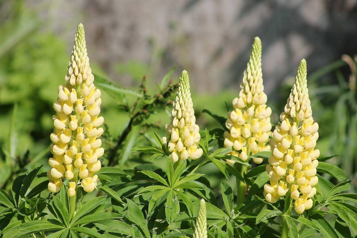 Изображение особи Lupinus × regalis.