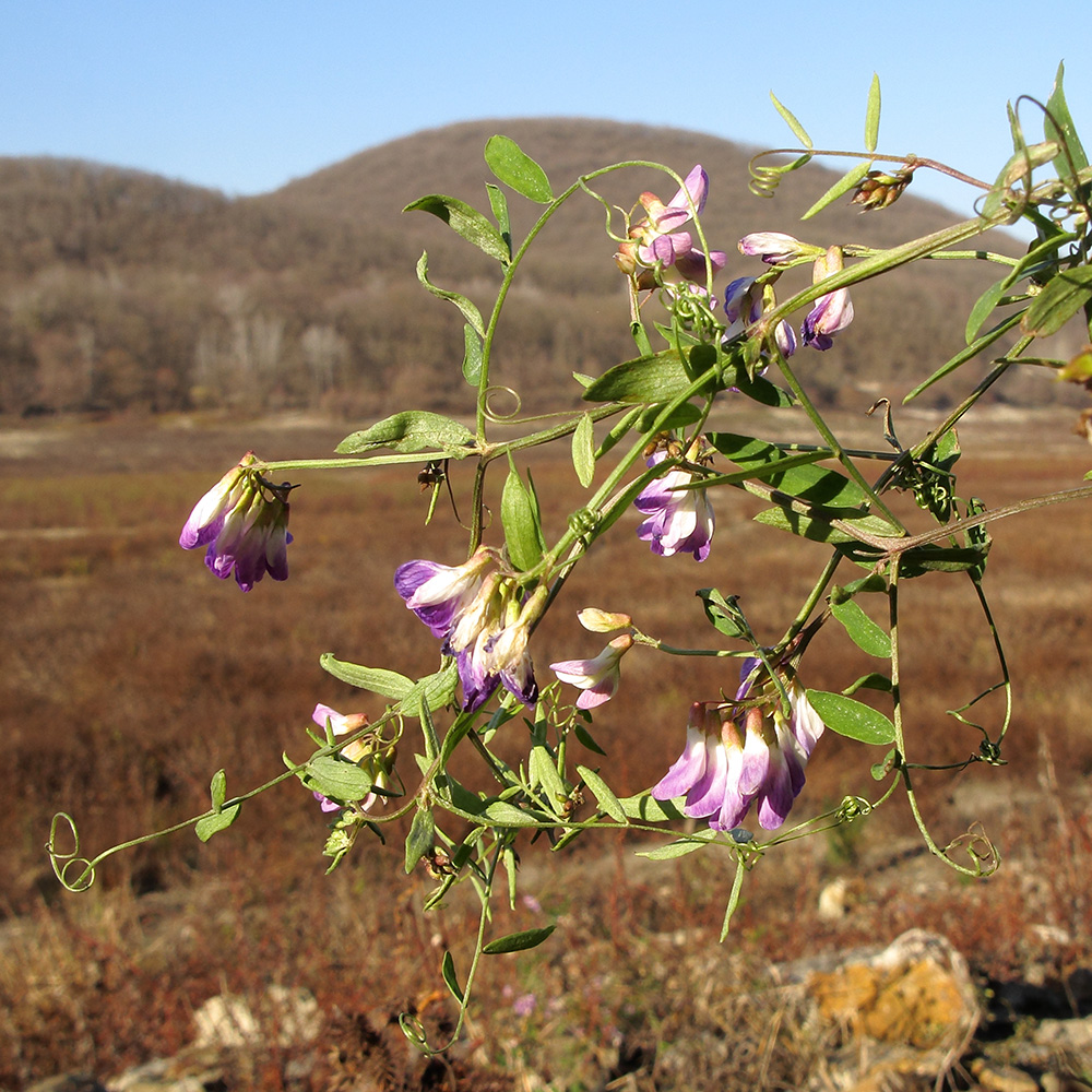 Изображение особи Vicia biennis.