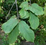 Euonymus sanguineus