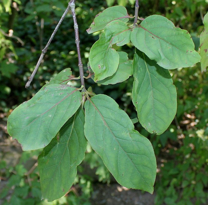 Изображение особи Euonymus sanguineus.