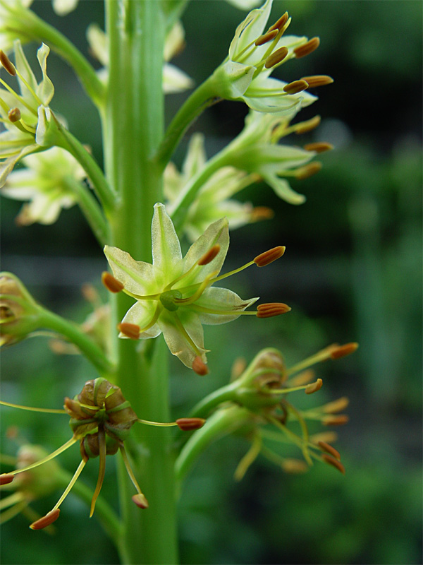 Image of Eremurus spectabilis specimen.