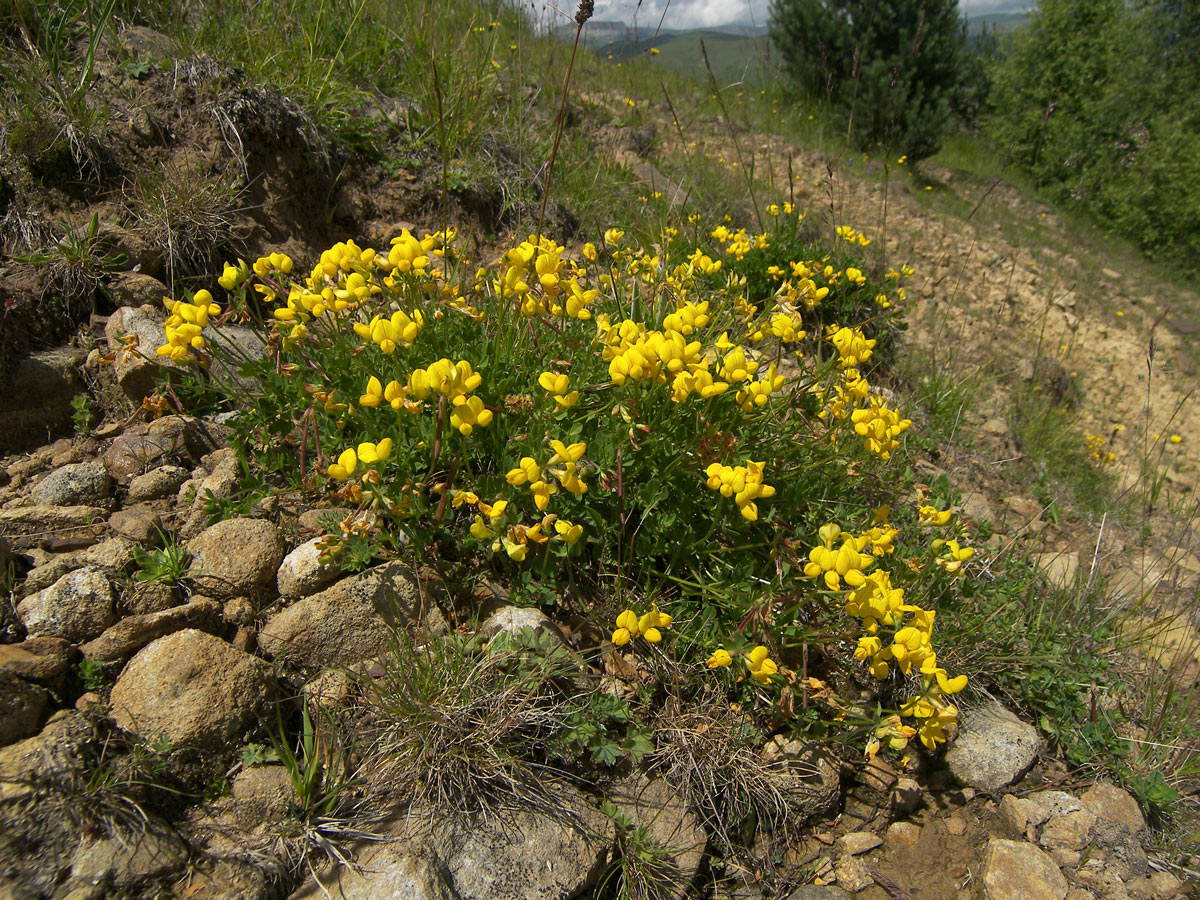 Image of Lotus caucasicus specimen.