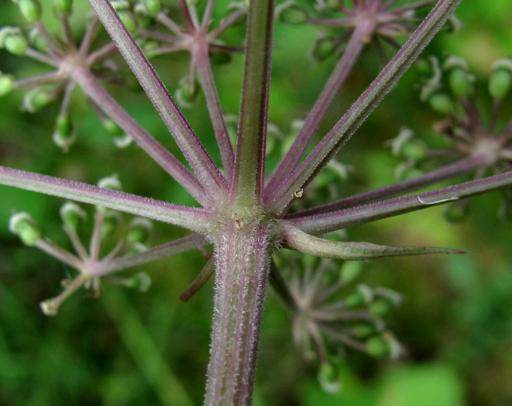 Изображение особи Angelica sylvestris.