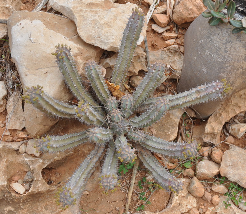 Изображение особи Euphorbia spiralis.