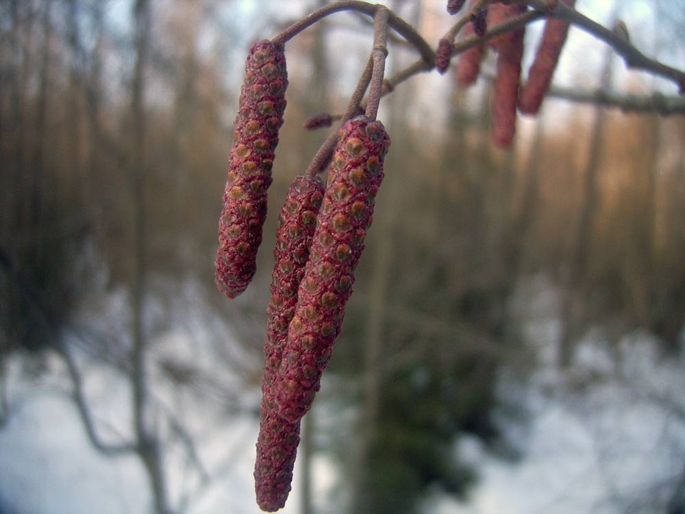 Изображение особи Alnus incana.