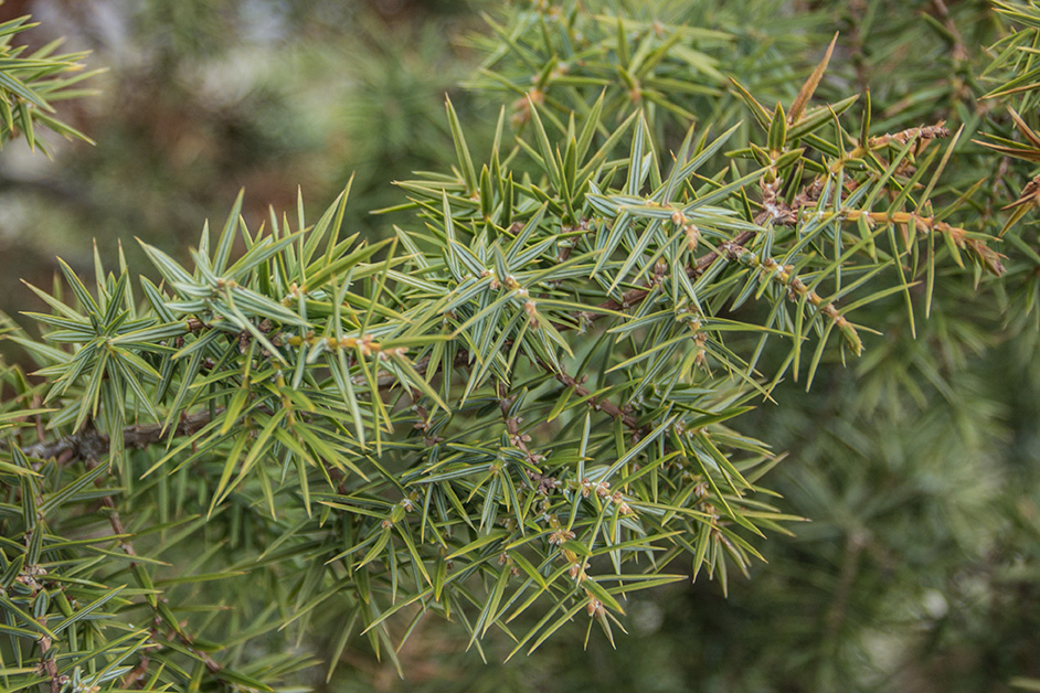 Изображение особи Juniperus deltoides.