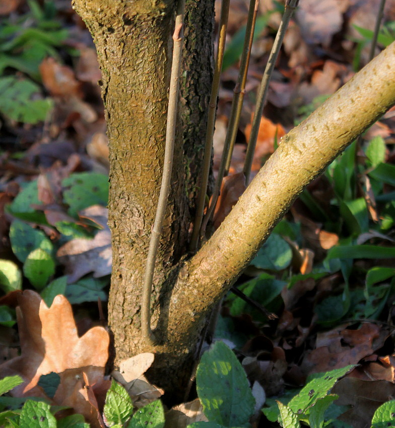 Изображение особи Viburnum lentago.