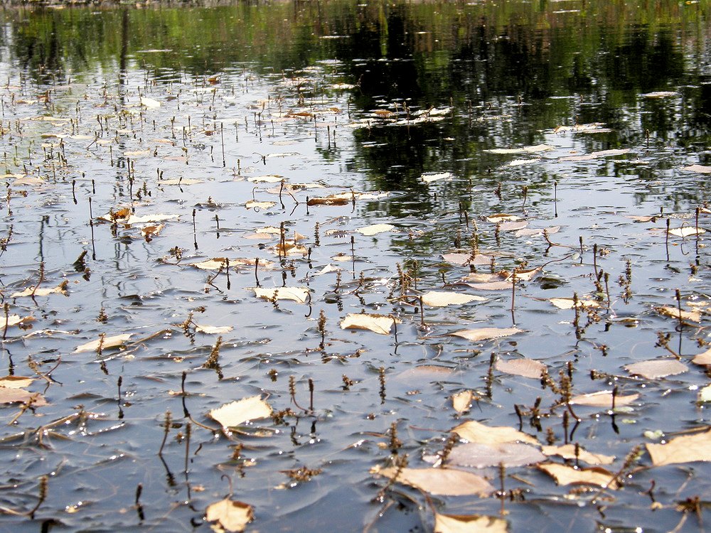 Image of Potamogeton compressus specimen.
