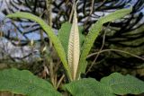 Buddleja globosa. Верхушка побега. Германия, г. Дюссельдорф, Ботанический сад университета. 02.03.2014.