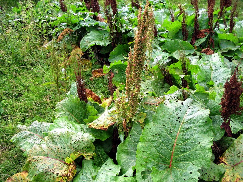 Image of Rumex alpinus specimen.