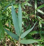 Phyllostachys viridi-glaucescens