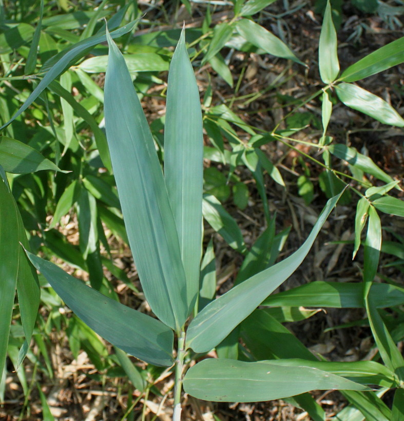 Image of Phyllostachys viridi-glaucescens specimen.