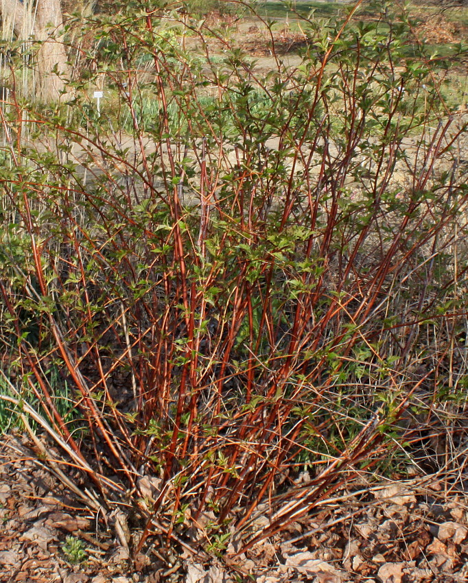 Image of Stephanandra tanakae specimen.