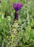 Leopoldia comosa