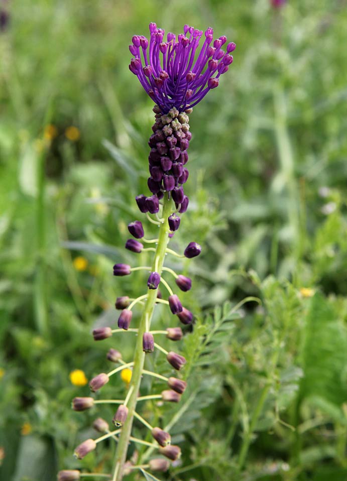 Изображение особи Leopoldia comosa.