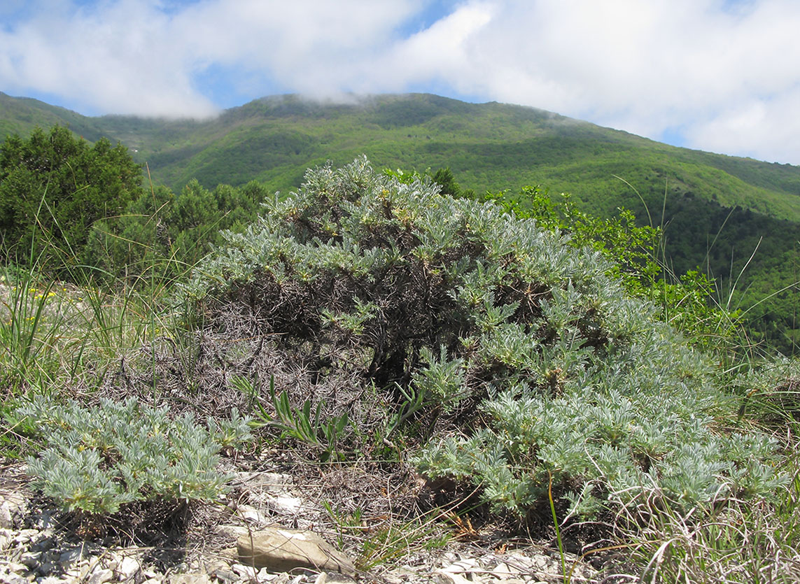 Image of Astragalus arnacanthoides specimen.