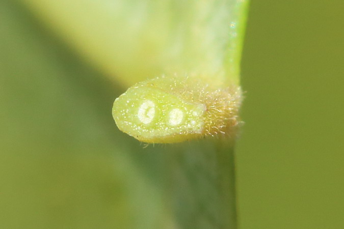 Image of Populus &times; berolinensis specimen.